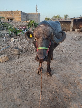 પેલું વેતર ઉંચાઈ લંબાઈ પુરી