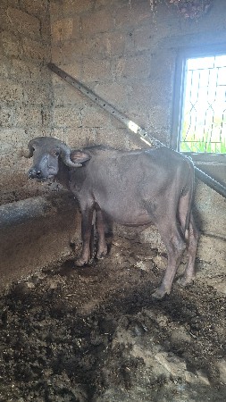 ભેસ વેચવાની છે.
