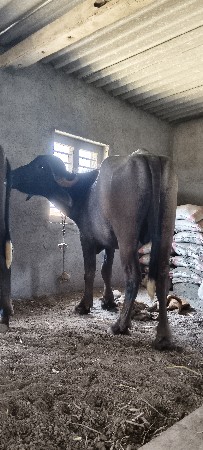 ૩ પાડા દેવાના છે