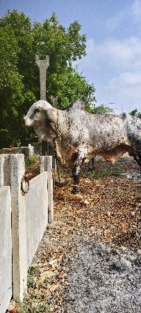 વેસવાનૉ
