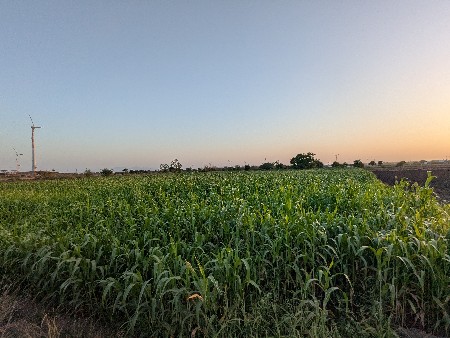 8 વીધા ની ધુધરી