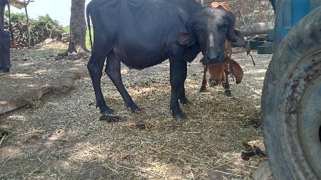 પાડો