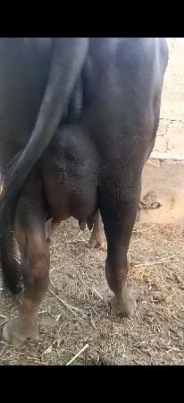 1 vetar khaleli se