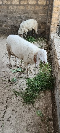 🐏🐏🐏🐏૩ ઘેટાં  વેચવાના છે🐏🐏