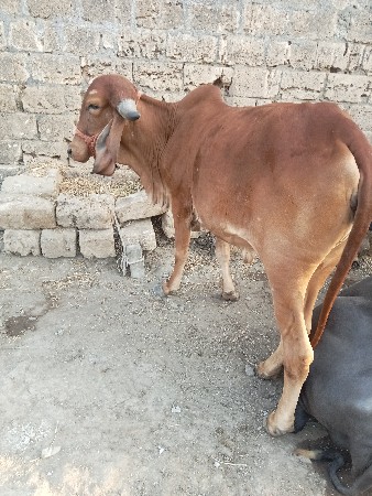 બહુ સારા વેલા ને. ઓરીજનલ ગીર