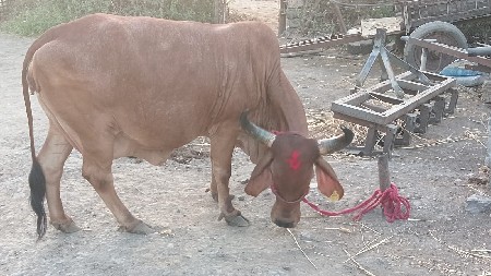 ગાય વેચવાની છે