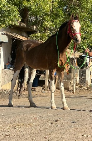 ચંપી ઘોડી  હાઇડ 61