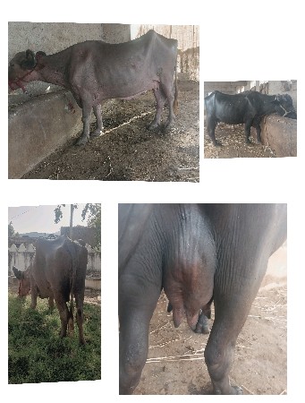 બે ભેંસો બેસવાની છે એક ગાય