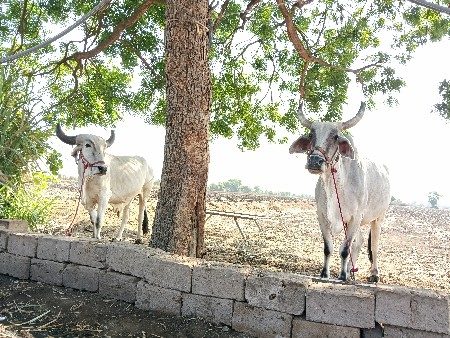 ધોરા બડદ એક વાવણી વાવેલા