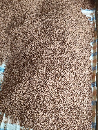માંડવી કોરી ગીરનાર-4 બિયારણ