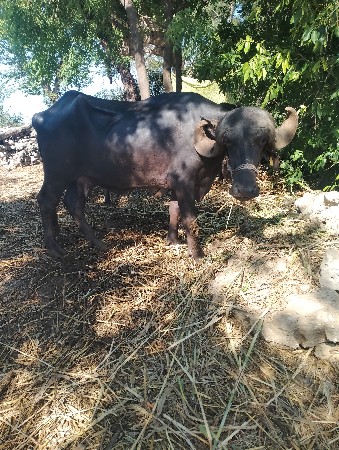 bhesa vesavani se