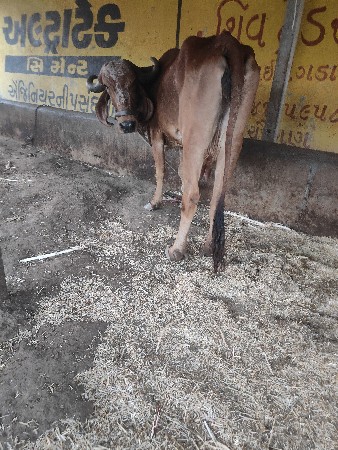 ગીર ગાય નીચે વાછરડી