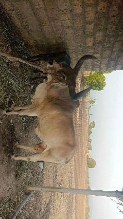વઢિયારી ગાય વેચવાની છે