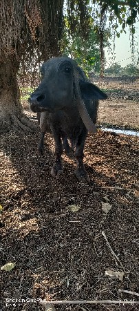 ભેસ