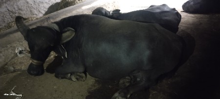 ભેંસ વેચવાની છે