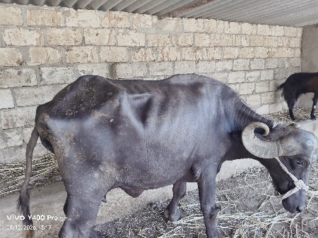 ભેંસ વેચવાની છે