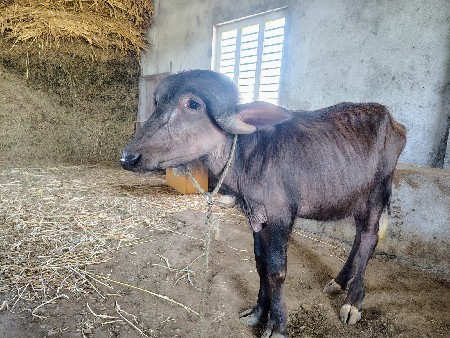 પાડો વેચવાનો છે.