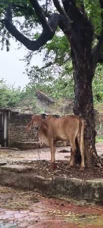 vasdi vechvani che