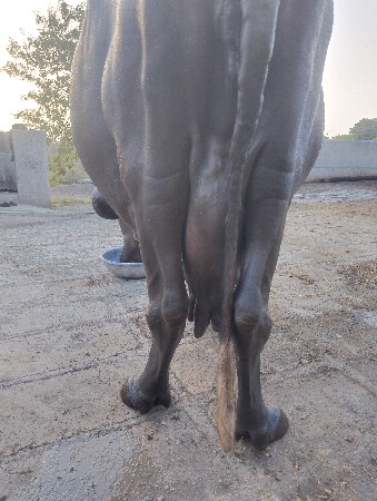 jafrabadi bhes vesvani se