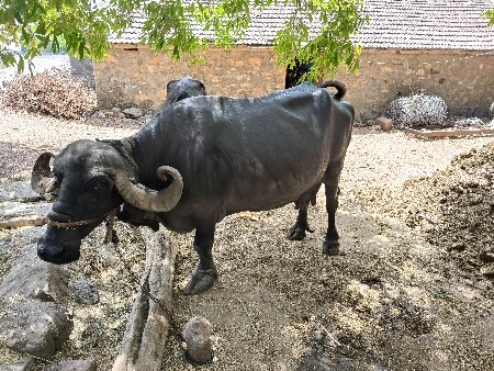 ભેંસ
