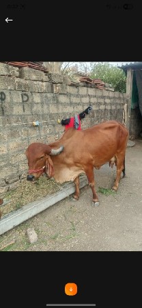 2 gai free ma aapva ni che
