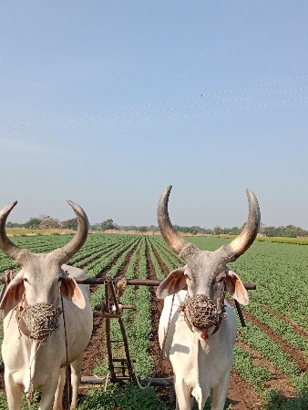 બળદ વેસવાના સે