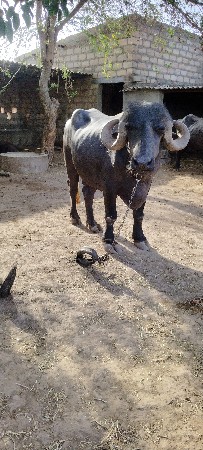 ભેંસ વેચવાની છે
