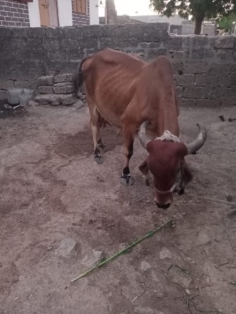 દેસી ગાય વેસવા ની છે