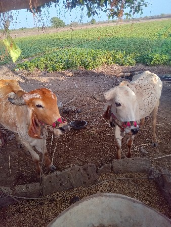 ઠાલા ફોર મ સાલુ સે કોઈ જાત એબ ન
