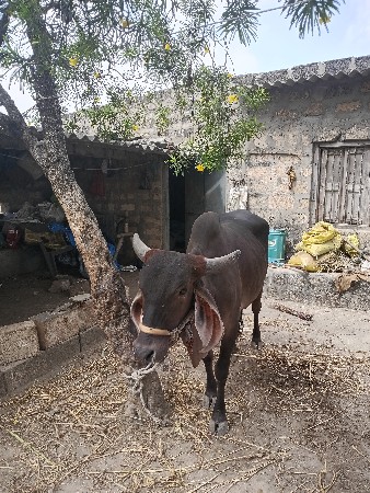 ગાય વેચવાની છે