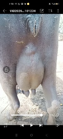 જાફરાબાદી ભેંસ 2