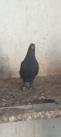 કબુતર વેચવાના છે