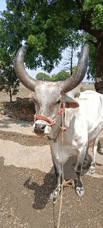 બળદ વેચવાના છેં
