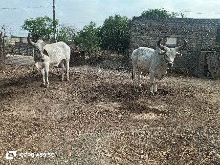 વેચવાના