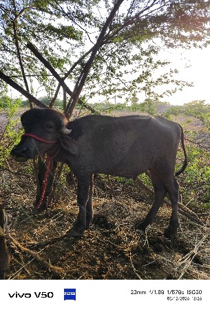 એક પાડી અને એક પાડો