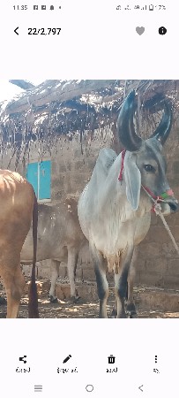 ગોઢલો વેચવાનો છે