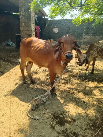 ગાય વેચવાની છે