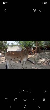 બળદ વેચવા નો છે બીજી ધર