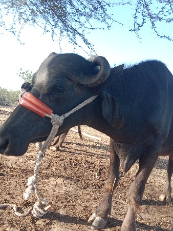 પહેલા વેતરમાં