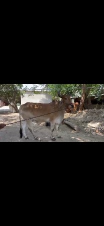 બે વાવણી વાવેલ