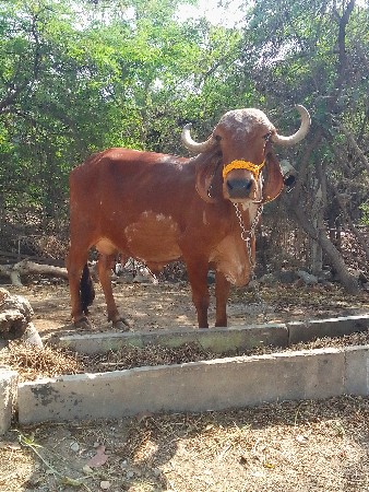 cow