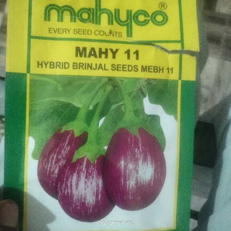રીંગણી નો rop