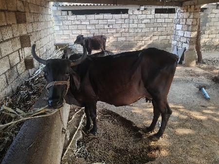 ગાય વેચવાની છે.