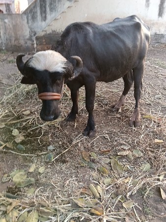પોડો વેસવાનો છે સાર વર્ષ નો છે