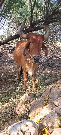 બળદ વેચવાના છે