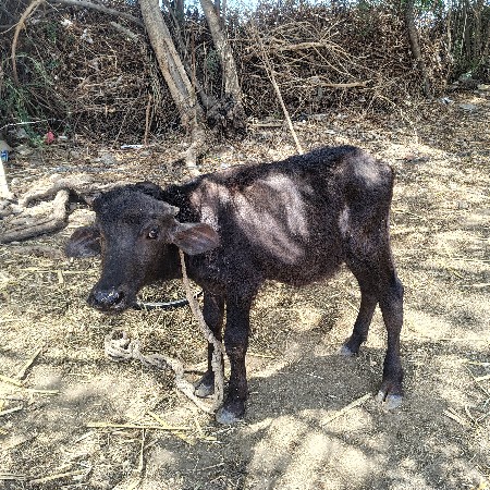 પાડી વેચવાની છે