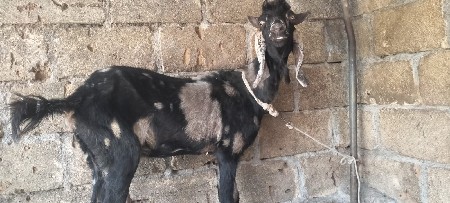 Bakri ek bokaro