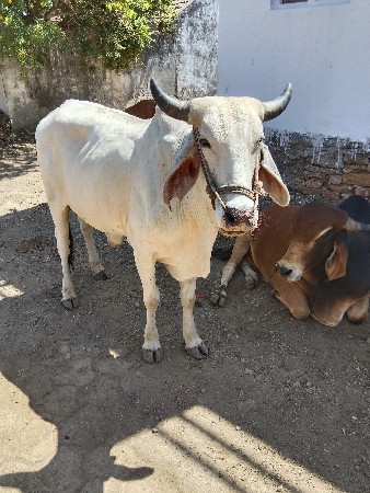 ગોદલો વેચવાનો છે બધી જવાબદારી