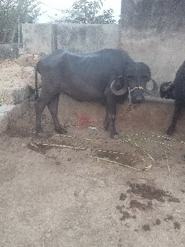 ખડેલી વેચવાની છે