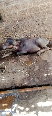 પાડો વેચવાનો છે